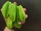 Man holding Starfruits in his Hand