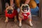 Man holding and stroking his pets pug dog and french bulldog. Happy dogs dressed in knitted sweaters at home. Dogs and owner