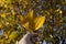 Man holding sycamore autumn leaf