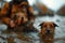 A man holding two dogs of different breeds in water