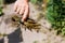 Man holding wild Signal crayfish