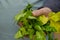 A man is holding a withering celery in his hand. A bundle of gre