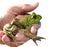 Man Holding a Young Bullfrog Isolated on White