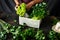 Man holds box freshly home crop harvesting