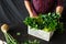 Man holds box freshly home crop harvesting