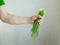 Man holds bunch of green onion feathers in his hand