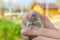 Man holds a caught field mouse in his hands. little scared rodent in the hands