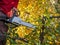 A man holds a chainsaw in his hand against a background of yellow foliage of a birch tree. Beautiful autumn background, concept of