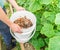 Man holds a compost bucket. Zero waste