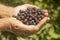 Man holds currants in his hands