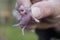 The man holds the fingers of a tiny newborn baby