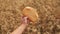 Man holds a golden bread in a wheat lifestyle field. slow motion video. successful agriculturist in field of wheat