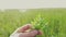Man holds grass in his hand in a field in nature. Gardening man gardener in the garden tearing grass lifestyle sun green