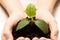 man holds in hands of fertile soil with sprout of cucumber plant. concept of organic farming