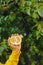 Man holds in his hand half of the cuted yellow orange on the background of trees in the park and green grass. sunny day, summer.