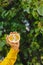 Man holds in his hand half of the cuted yellow orange on the background of trees in the park and green grass. sunny day, summer.