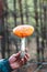 A man holds in his hand a poisonous mushroom amanita with a red cap. Fly agaric danger to mushroom pickers.