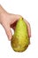 A man holds in his hand a ripe Conference  grate pear isolated