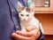 The man holds on his hands a small white spotted kitten with great expressive eyes