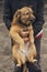 A man holds a homeless dog in his arms. Problems of homeless dogs.