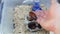 a man holds a large Madagascar cockroach on the background of a box with insects