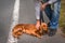 Man holds a leather belt and he wants to strangling the dog