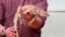 A man holds a lizard iguana in his hand_