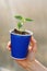 Man holds pepper sprouts in pot before planting it in ground