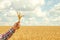 Man holds a ripe wheat . Man hands with wheat. Wheat field against a blue sky. wheat harvest in the field. ripe wheat closeup
