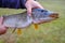 A man holds a river pike in his hands