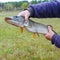 A man holds a river pike in his hands