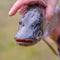 A man holds a river pike in his hands