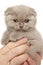 Man holds Scottish fold kitten in hands