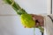 A man holds Traditional symbols The four species: Etrog, lulav, hadas, arava. On the Jewish holiday