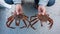 A man holds two live strigun crabs in his hands.