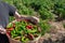 Man holds up bucket of fresh red and green hatch chile in Albuquerque, New Mexico, USA