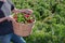 Man holds up bucket of fresh red and green hatch chile in Albuquerque, New Mexico, USA