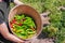 Man holds up bucket of fresh red and green hatch valley chile in Albuquerque, New Mexico, USA