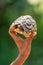 Man holds up leopard tortoise in sunshine