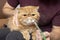 A man at home gives a pill to a sick cat of an exotic shorthair breed. A special syringe for administering drugs to animals