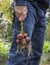 Man with Homegrown Red Potatoes in Urban Garden