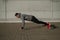 A man in a hoodie jumps while doing push-ups outdoors.