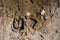 Man and horse shoe prints in a dried out mud