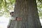 Man Hugging Tree Trunk At Park