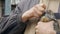 A man is inoculating a rabbit, injecting a syringe.