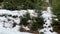 Man in jacket walk in the winter through a snowy forest