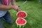 A man in jeans kneels on the grass, cut with knife red ripe watermelon