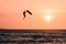 Man jumping kitesurfing,  kitesurfer athlete jumping at sunset, silhouette at dusk man doing board off trick