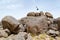 Man jumping on rocks in the desert #1