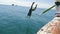 Man Jumping In Water From Long Tail Boat Nose Back Rear View, Young Tourist On Sea Vacation In Thailand